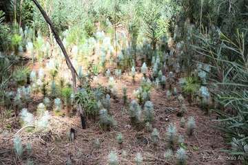 De ruta por el macizo de Tamadaba/Antonio Ali.